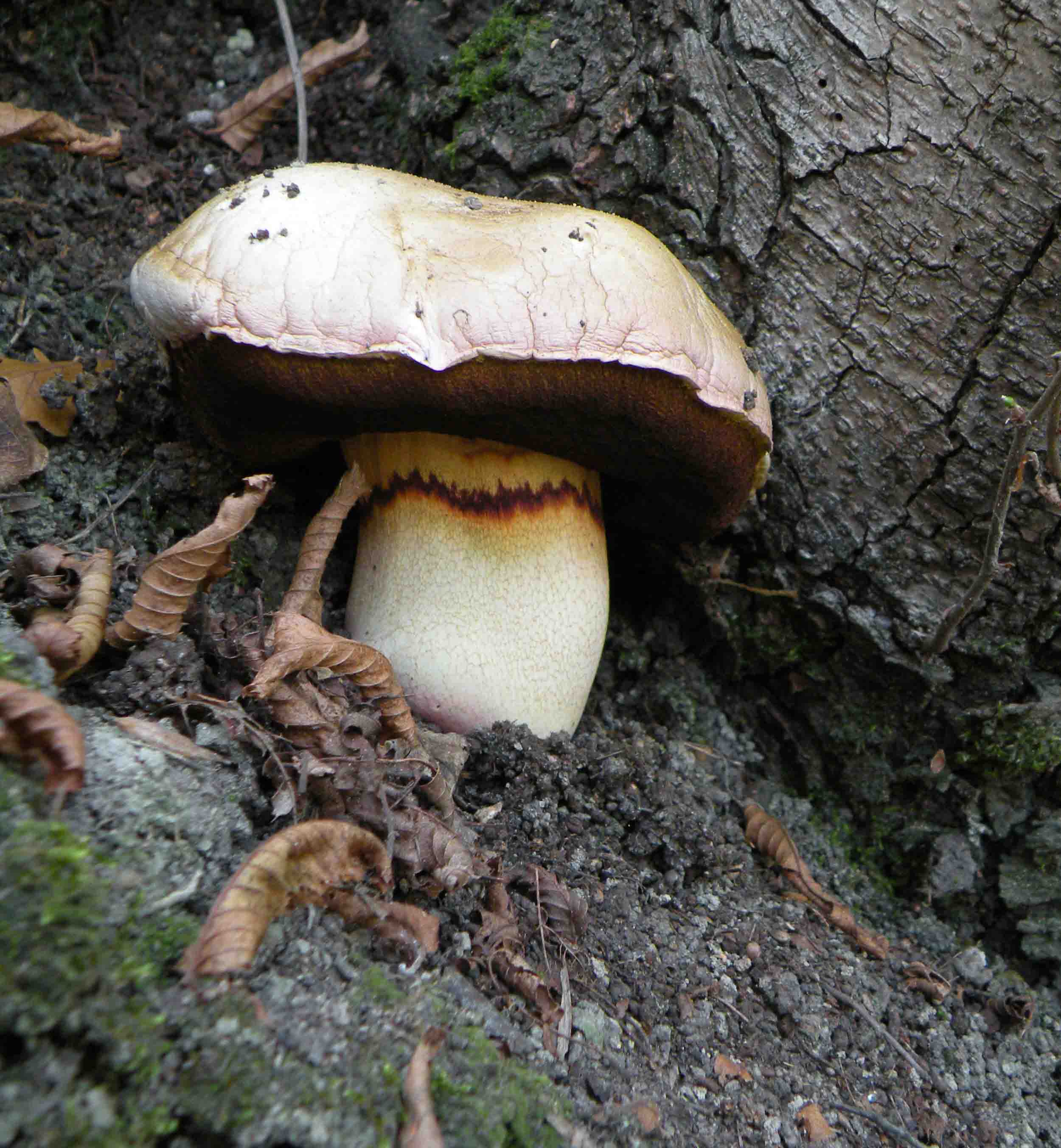 Funghi a Mombaldone (Langhe Astigiane)